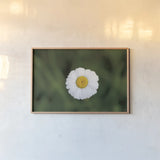 Daisy Down by Nathan Larson. shown as a paper print in a natural frame. Available as a archival giclee rolled canvas, fine art paper, or poster print. SKU 102288i.