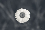 Daisy Down BW by Nathan Larson. SKU 102289i. Archival Giclee Fine art print for wall decor.