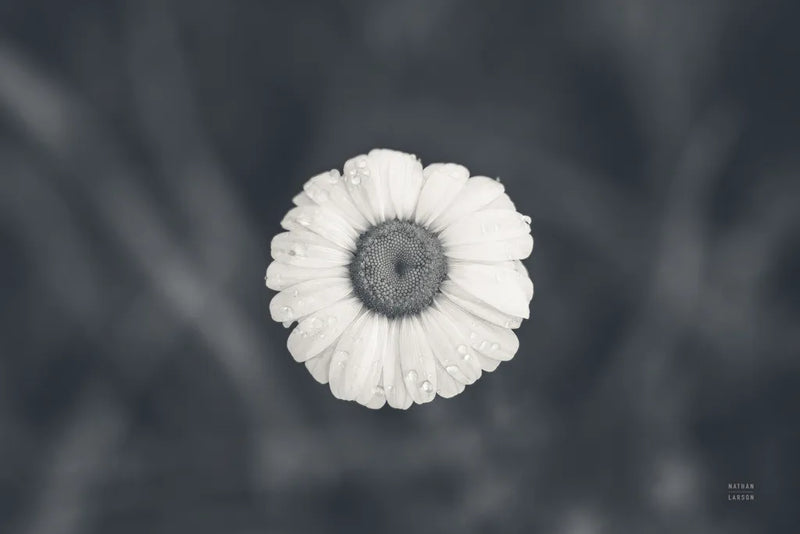 Daisy Down BW by Nathan Larson. SKU 102289i. Archival Giclee Fine art print for wall decor.