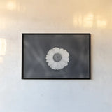 Daisy Down BW by Nathan Larson. shown as a paper print in a black flame. Available as a archival giclee rolled canvas, fine art paper, or poster print. SKU 102289i.