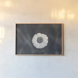 Daisy Down BW by Nathan Larson. shown as a paper print in a natural frame. Available as a archival giclee rolled canvas, fine art paper, or poster print. SKU 102289i.