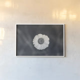 Daisy Down BW by Nathan Larson. shown as a paper print in a white frame. Available as a archival giclee rolled canvas, fine art paper, or poster print. SKU 102289i.