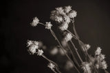 Daisy Study by Nathan Larson. SKU 76844i. Archival Giclee Fine art print for wall decor.