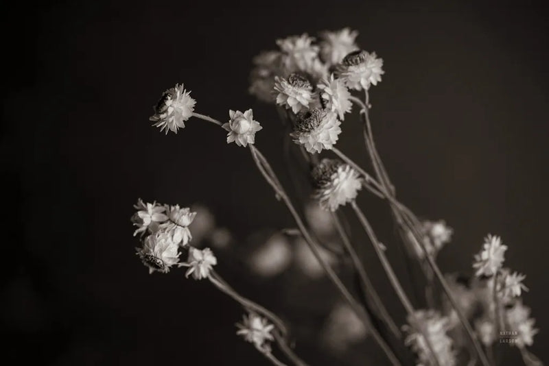 Daisy Study by Nathan Larson. SKU 76844i. Archival Giclee Fine art print for wall decor.