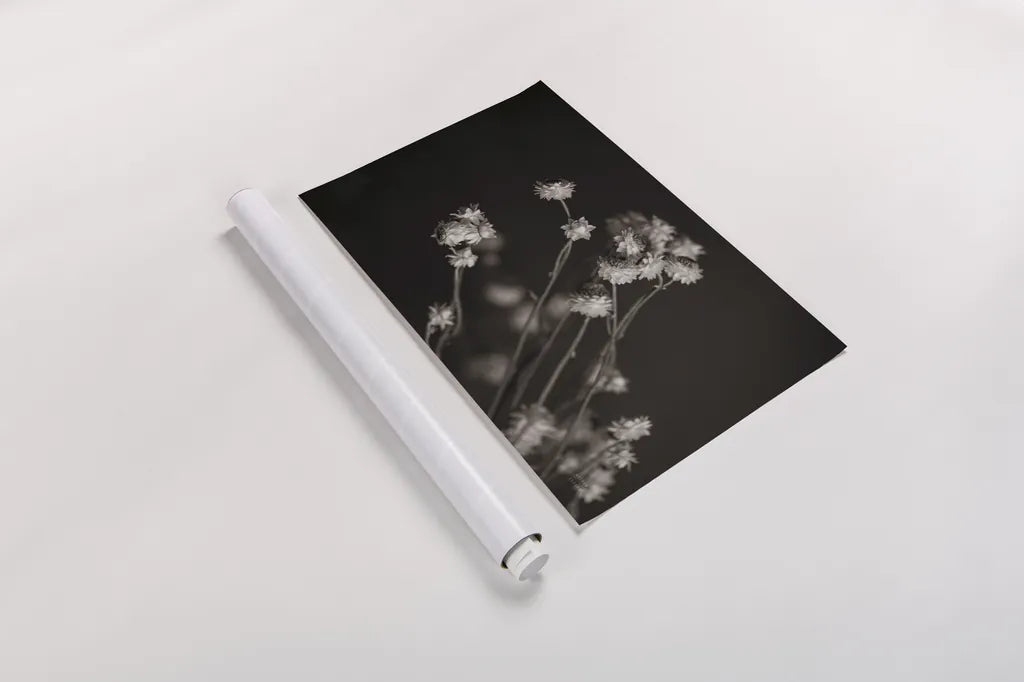 Daisy Study by Nathan Larson. shown as a rolled paper print. Available as archival giclee rolled canvas, fine art paper, or poster print. SKU 76844i.