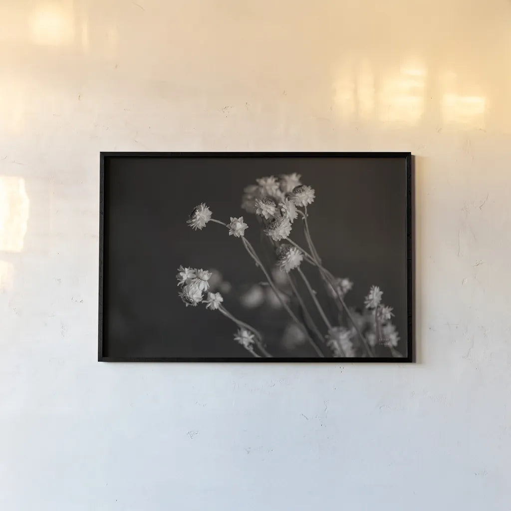 Daisy Study by Nathan Larson. shown as a paper print in a black flame. Available as a archival giclee rolled canvas, fine art paper, or poster print. SKU 76844i.