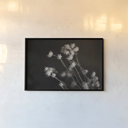 Daisy Study by Nathan Larson. shown as a paper print in a black flame. Available as a archival giclee rolled canvas, fine art paper, or poster print. SKU 76844i.