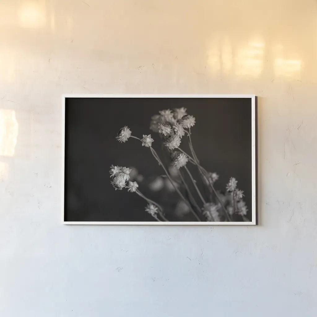 Daisy Study by Nathan Larson. shown as a paper print in a white frame. Available as a archival giclee rolled canvas, fine art paper, or poster print. SKU 76844i.