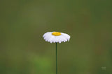 Daisy Up by Nathan Larson. SKU 102286i. Archival Giclee Fine art print for wall decor.