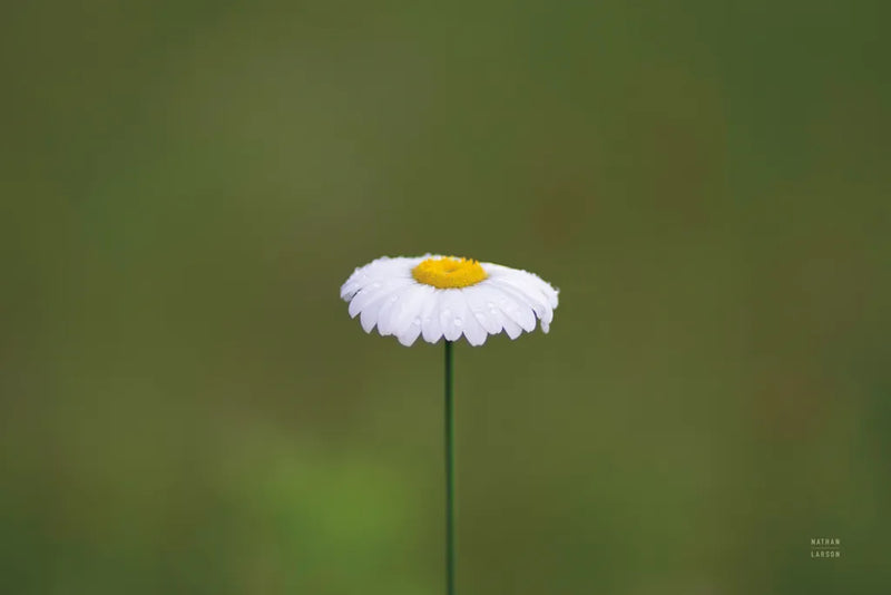 Daisy Up by Nathan Larson. SKU 102286i. Archival Giclee Fine art print for wall decor.