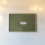Daisy Up by Nathan Larson. shown as a paper print in a natural frame. Available as a archival giclee rolled canvas, fine art paper, or poster print. SKU 102286i.