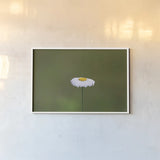 Daisy Up by Nathan Larson. shown as a paper print in a white frame. Available as a archival giclee rolled canvas, fine art paper, or poster print. SKU 102286i.