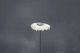 Daisy Up BW by Nathan Larson. SKU 102287i. Archival Giclee Fine art print for wall decor.