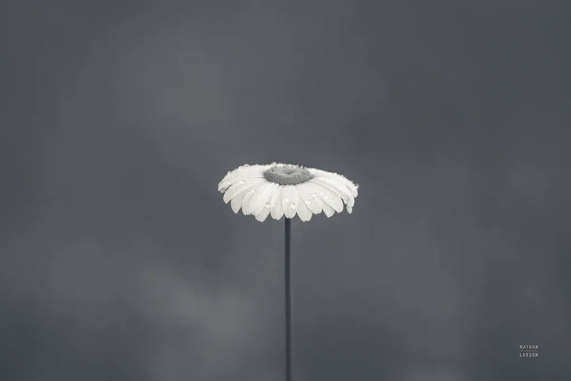 Daisy Up BW by Nathan Larson. SKU 102287i. Archival Giclee Fine art print for wall decor.