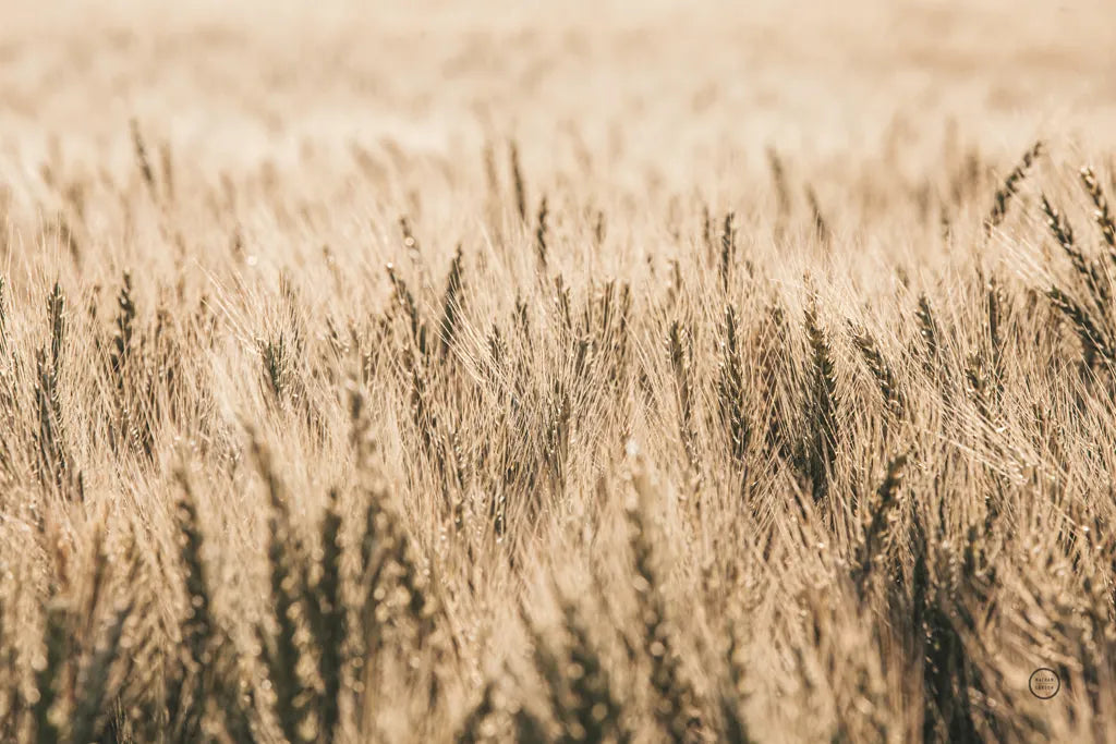 Dakota Wheat Fields by Nathan Larson. SKU 71167i. Archival Giclee Fine art print for wall decor.