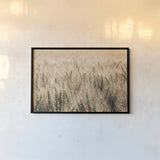 Dakota Wheat Fields by Nathan Larson. shown as a paper print in a black flame. Available as a archival giclee rolled canvas, fine art paper, or poster print. SKU 71167i.