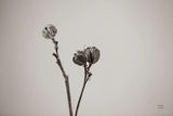 Daylily Pod Study by Nathan Larson. SKU 76845i. Archival Giclee Fine art print for wall decor.