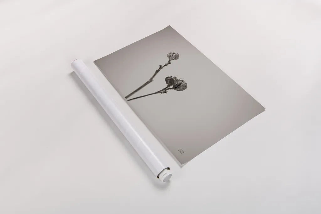 Daylily Pod Study by Nathan Larson. shown as a rolled paper print. Available as archival giclee rolled canvas, fine art paper, or poster print. SKU 76845i.