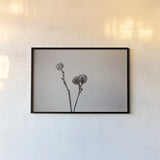 Daylily Pod Study by Nathan Larson. shown as a paper print in a black flame. Available as a archival giclee rolled canvas, fine art paper, or poster print. SKU 76845i.