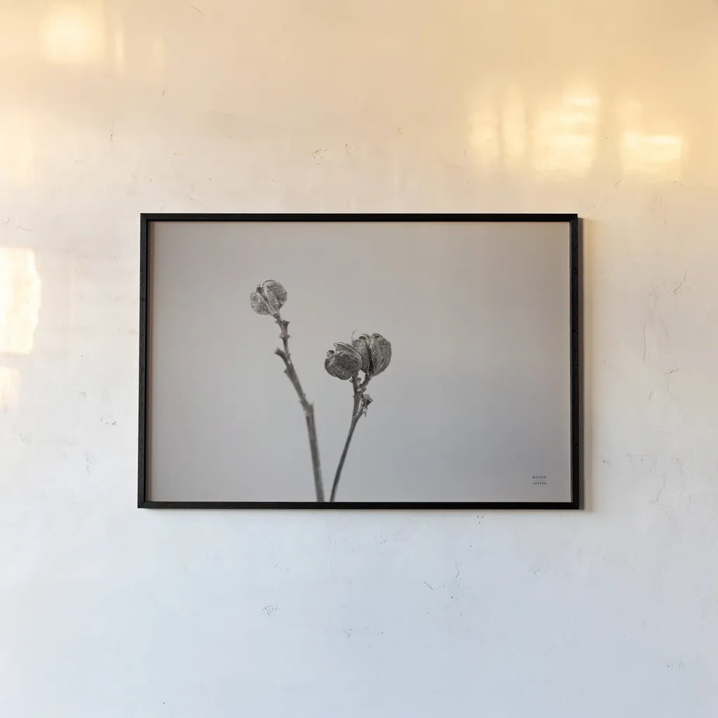 Daylily Pod Study by Nathan Larson. shown as a paper print in a black flame. Available as a archival giclee rolled canvas, fine art paper, or poster print. SKU 76845i.