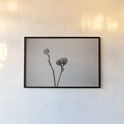 Daylily Pod Study by Nathan Larson. shown as a paper print in a black flame. Available as a archival giclee rolled canvas, fine art paper, or poster print. SKU 76845i.