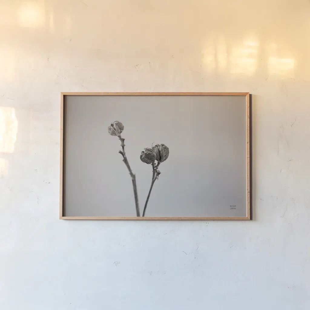 Daylily Pod Study by Nathan Larson. shown as a paper print in a natural frame. Available as a archival giclee rolled canvas, fine art paper, or poster print. SKU 76845i.