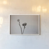Daylily Pod Study by Nathan Larson. shown as a paper print in a white frame. Available as a archival giclee rolled canvas, fine art paper, or poster print. SKU 76845i.