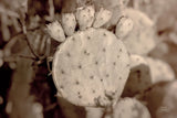 Desert Heart by Nathan Larson. SKU 103225i. Archival Giclee Fine art print for wall decor.