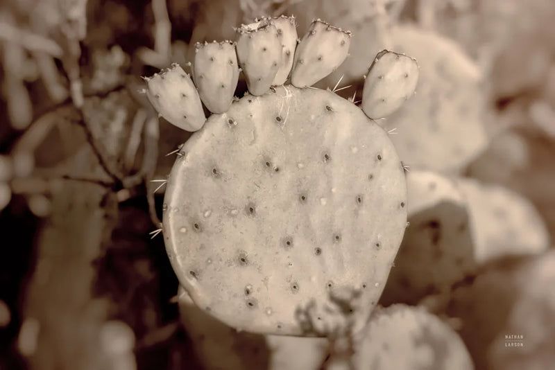 Desert Heart by Nathan Larson. SKU 103225i. Archival Giclee Fine art print for wall decor.