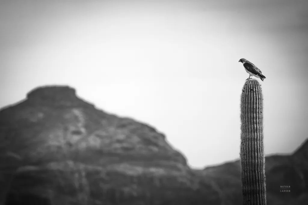 Desert Hunter by Nathan Larson. SKU 90438i. Archival Giclee Fine art print for wall decor.