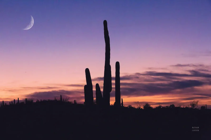 Desert Moons by Nathan Larson. SKU 76440i. Archival Giclee Fine art print for wall decor.