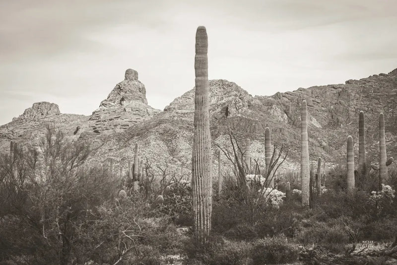 Desert Mornings by Nathan Larson. SKU 92320i. Archival Giclee Fine art print for wall decor.