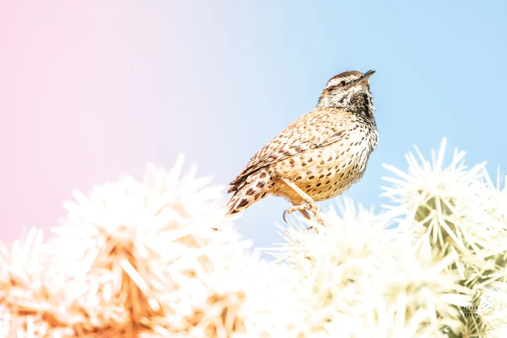 Desert Song by Nathan Larson. SKU 97579i. Archival Giclee Fine art print for wall decor.