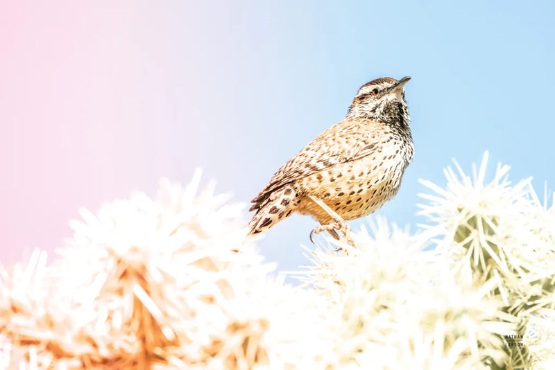 Desert Song by Nathan Larson. SKU 97579i. Archival Giclee Fine art print for wall decor.