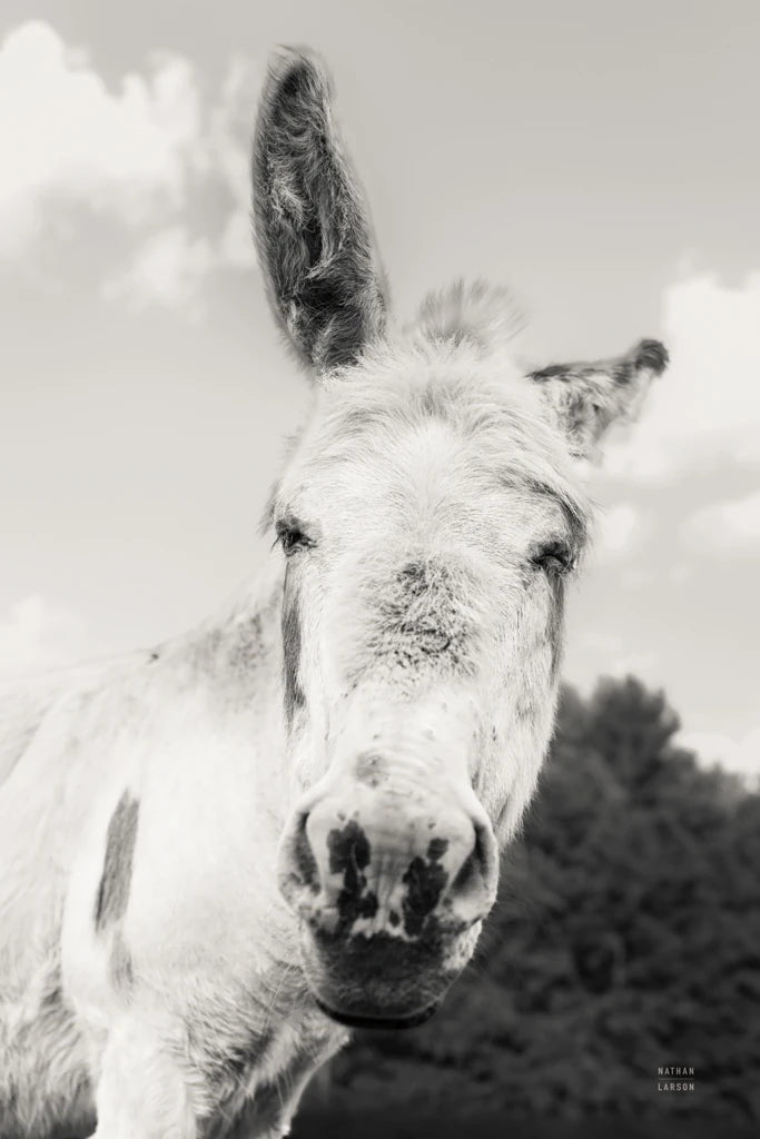 Donkey Face I by Nathan Larson