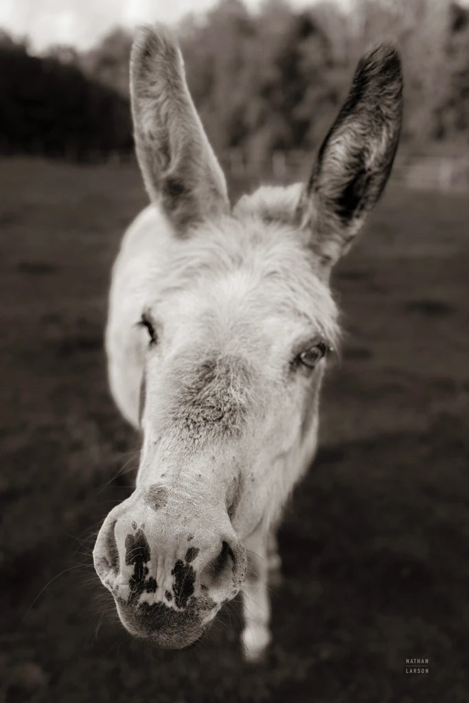 Donkey Face II by Nathan Larson