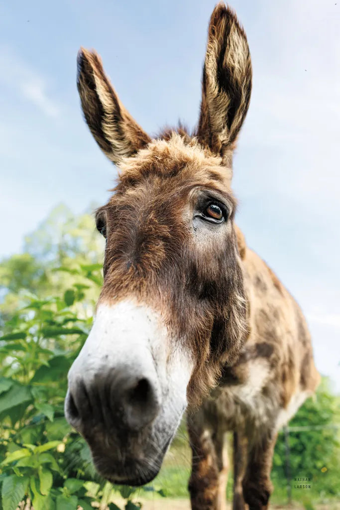 Donkey Pasture by Nathan Larson. SKU 99952h. Archival Giclee Fine art print for wall decor.