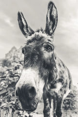 Donkey Pasture BW by Nathan Larson. SKU 99953h. Archival Giclee Fine art print for wall decor.
