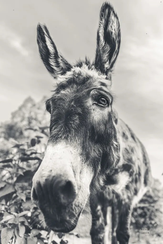Donkey Pasture BW by Nathan Larson. SKU 99953h. Archival Giclee Fine art print for wall decor.