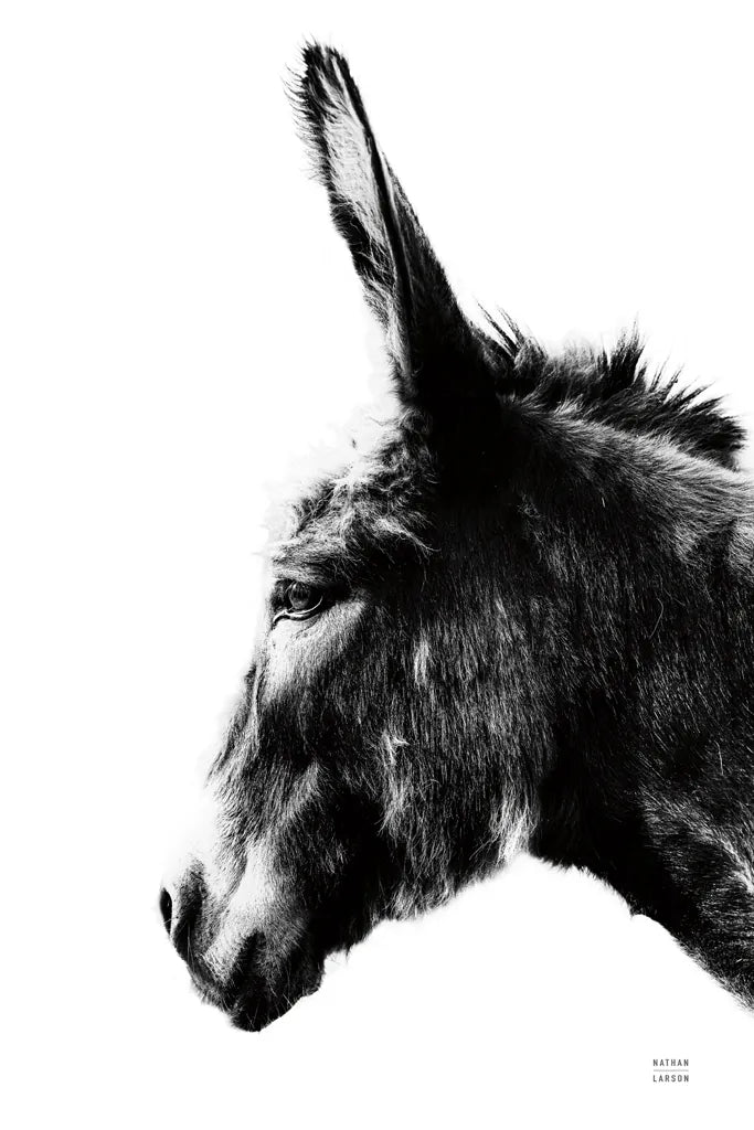 Donkey Portrait BW by Nathan Larson. SKU 99963h. Archival Giclee Fine art print for wall decor.