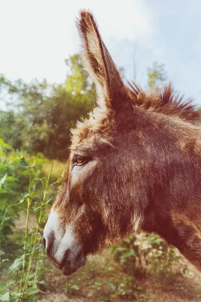 Donkey Profile by Nathan Larson. SKU 99959h. Archival Giclee Fine art print for wall decor.