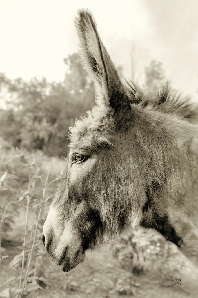Donkey Profile Sepia by Nathan Larson. SKU 99960h. Archival Giclee Fine art print for wall decor.