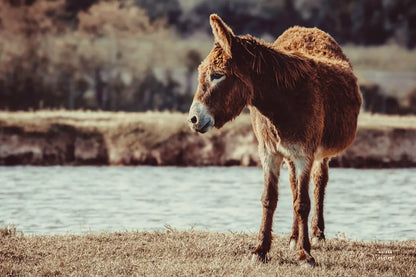 Donkey Summer I by Nathan Larson. SKU 99291i. Archival Giclee Fine art print for wall decor.