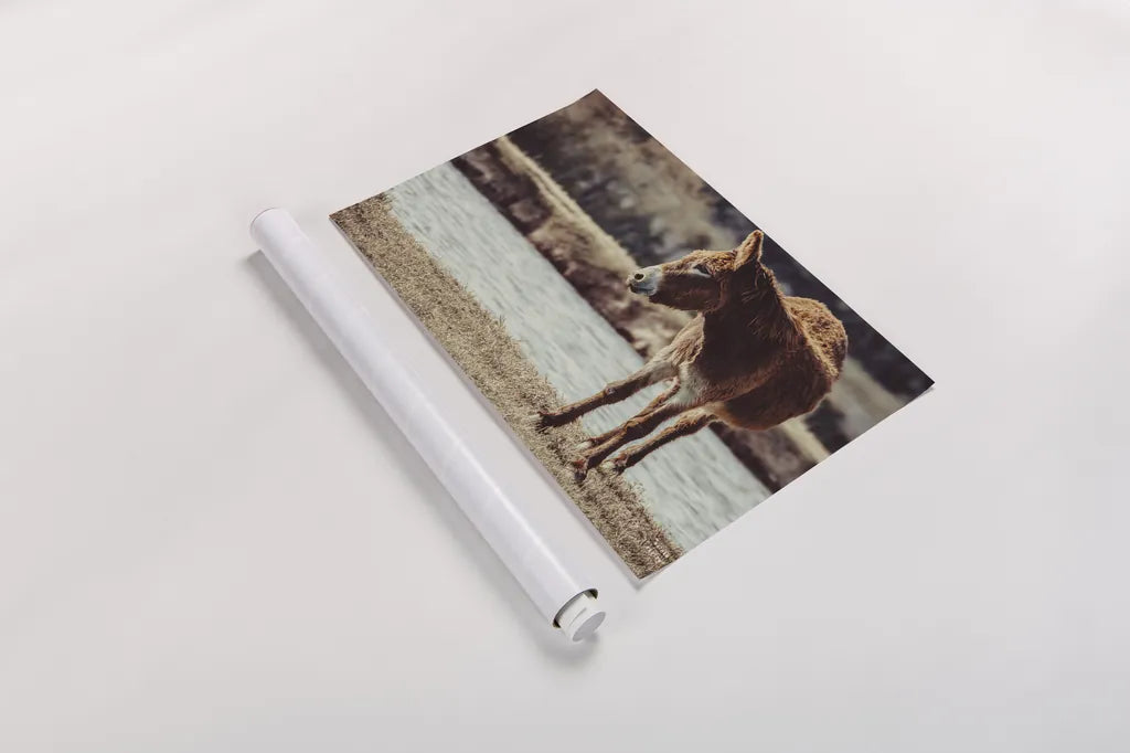 Donkey Summer I by Nathan Larson. shown as a rolled paper print. Available as archival giclee rolled canvas, fine art paper, or poster print. SKU 99291i.