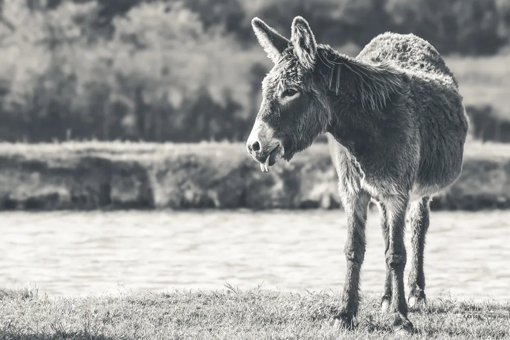 Donkey Summer II BW by Nathan Larson. SKU 99292i. Archival Giclee Fine art print for wall decor.