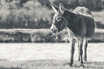 Donkey Summer II BW by Nathan Larson. SKU 99292i. Archival Giclee Fine art print for wall decor.