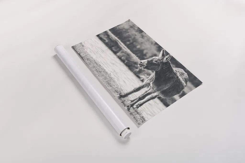 Donkey Summer II BW by Nathan Larson. shown as a rolled paper print. Available as archival giclee rolled canvas, fine art paper, or poster print. SKU 99292i.