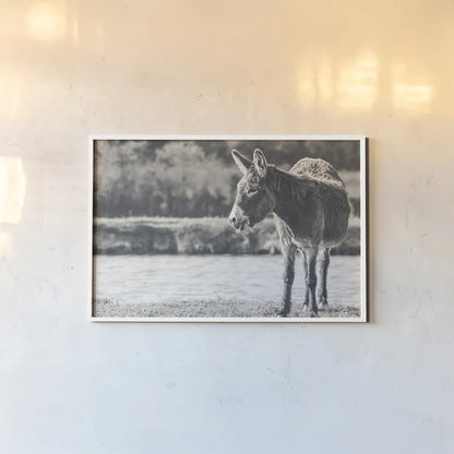 Donkey Summer II BW by Nathan Larson. shown as a paper print in a white frame. Available as a archival giclee rolled canvas, fine art paper, or poster print. SKU 99292i.