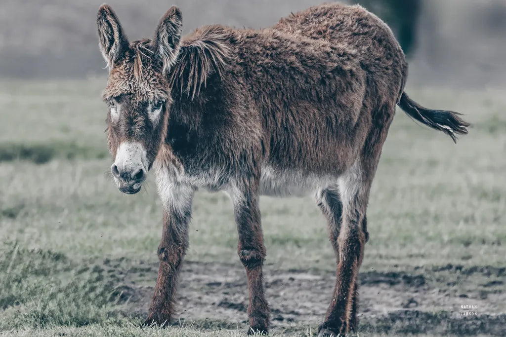 Donkey Summer III by Nathan Larson. SKU 99293i. Archival Giclee Fine art print for wall decor.