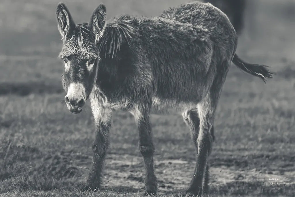 Donkey Summer III BW by Nathan Larson. SKU 99294i. Archival Giclee Fine art print for wall decor.